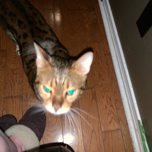 Meet your Posher, Shelley primeau - Picture 9 of 17